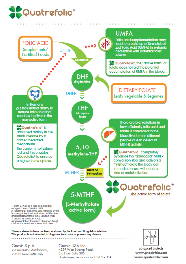Infographic - Folate Metabolic Pathway