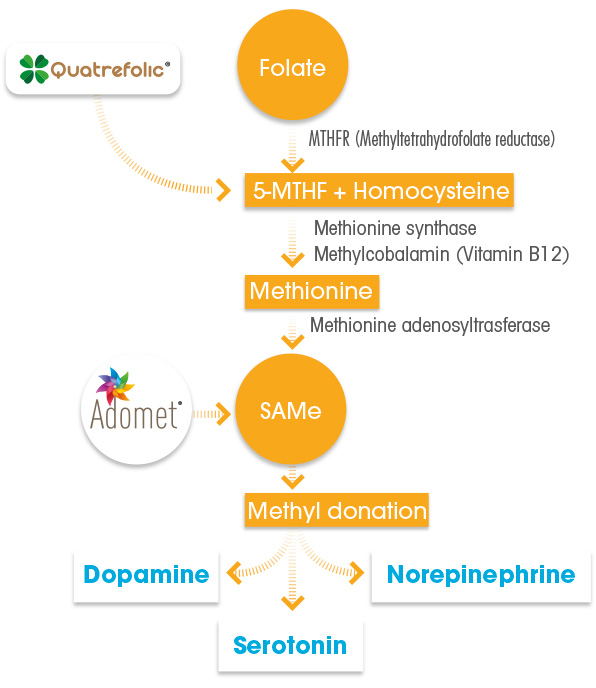 Quatrefolic and Adomet - Depression Focus