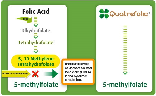 About Quatrefolic