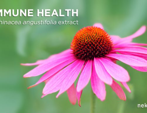 Nektium introduces immune booster Echinacea angustifolia